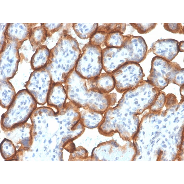 Immunohistochemistry - Anti-VISTA Antibody [VISTA/3007] - BSA and Azide free (A253139) - Antibodies.com