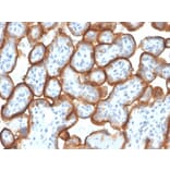 Immunohistochemistry - Anti-VISTA Antibody [VISTA/3007] - BSA and Azide free (A253139) - Antibodies.com