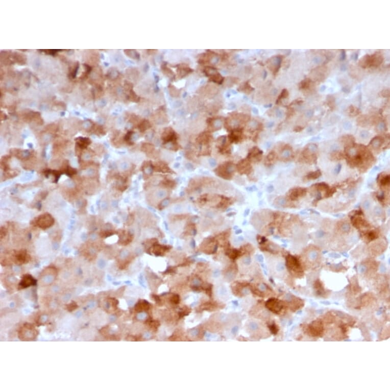 Immunohistochemistry - Anti-VISTA Antibody [VISTA/3007] - BSA and Azide free (A253139) - Antibodies.com