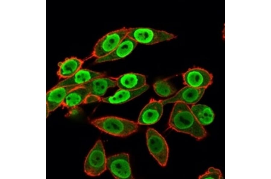 Immunofluorescence - Anti-SET Antibody [PCRP-SET-1C6] - BSA and Azide free (A253140) - Antibodies.com