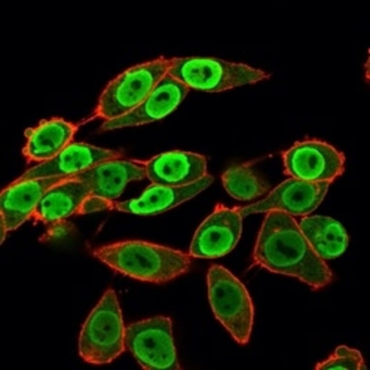 Immunofluorescence - Anti-SET Antibody [PCRP-SET-1C6] - BSA and Azide free (A253140) - Antibodies.com