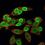 Immunofluorescence - Anti-SET Antibody [PCRP-SET-1C6] - BSA and Azide free (A253140) - Antibodies.com