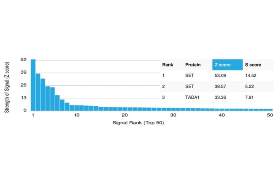 Protein Array - Anti-SET Antibody [PCRP-SET-1C6] - BSA and Azide free (A253139) - Antibodies.com