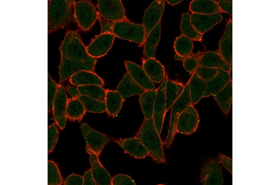 Immunofluorescence - Anti-SCXA Antibody [PCRP-SCXA-2D11] - BSA and Azide free (A253141) - Antibodies.com