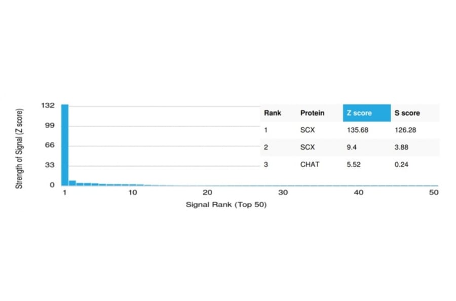 Protein Array - Anti-SCXA Antibody [PCRP-SCXA-2D11] - BSA and Azide free (A253140) - Antibodies.com