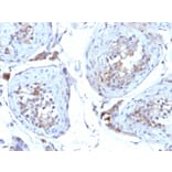 Immunohistochemistry - Anti-Sex Hormone Binding Globulin Antibody [SHBG/245] - BSA and Azide free (A253141) - Antibodies.com