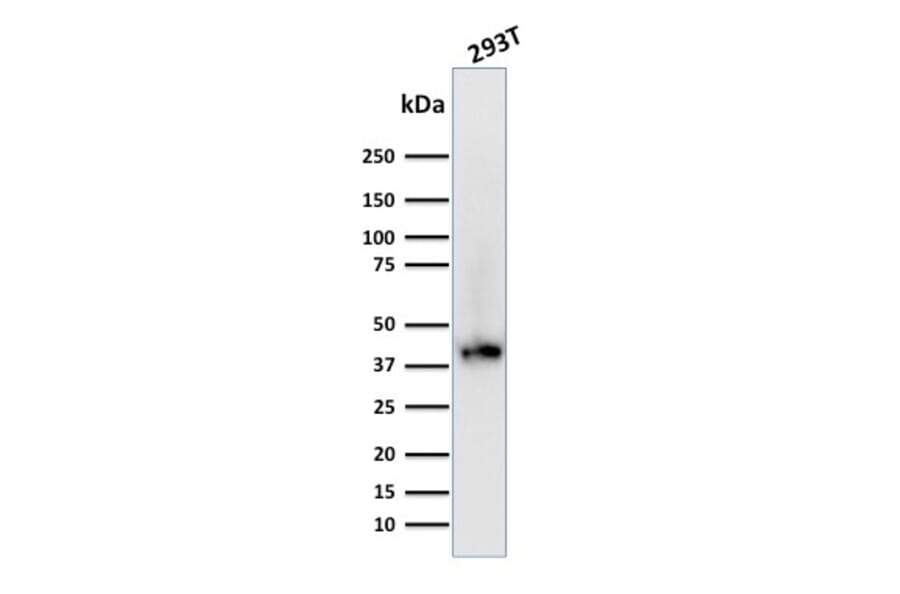 Western Blot - Anti-BMI1 Antibody [BMI1/2689] - BSA and Azide free (A253144) - Antibodies.com