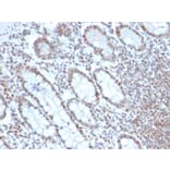 Immunohistochemistry - Anti-BMI1 Antibody [BMI1/2690] - BSA and Azide free (A253145) - Antibodies.com