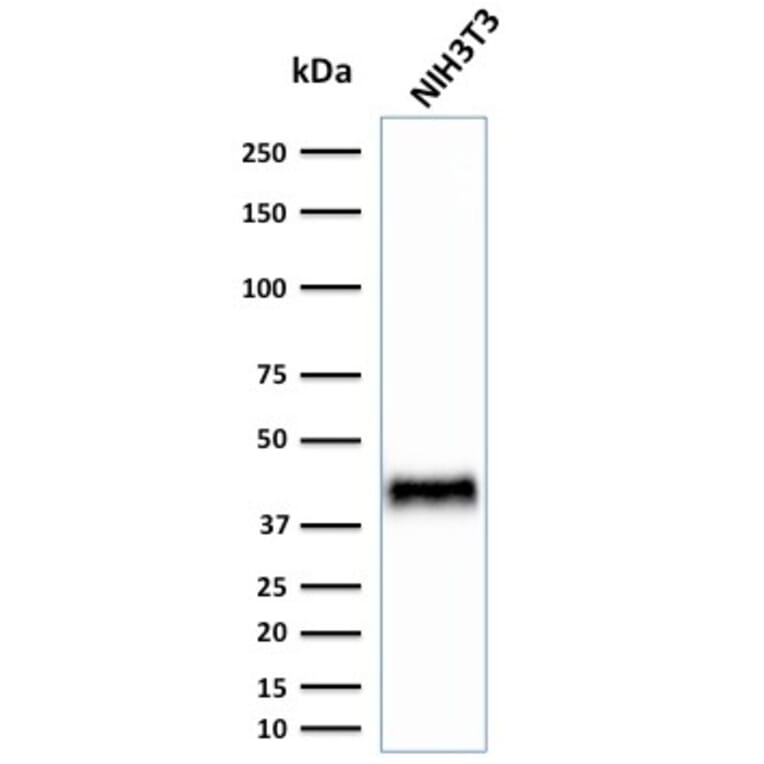 Western Blot - Anti-BMI1 Antibody [BMI1/2823] - BSA and Azide free (A253146) - Antibodies.com