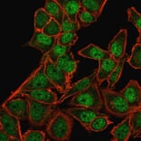 Immunofluorescence - Anti-BMI1 Antibody [BMI1/2823] - BSA and Azide free (A253146) - Antibodies.com