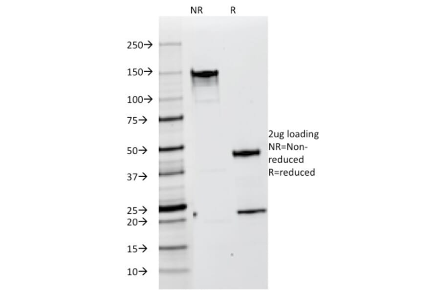 SDS-PAGE - Anti-Melanoma gp100 Antibody [HMB45] - BSA and Azide free (A253147) - Antibodies.com