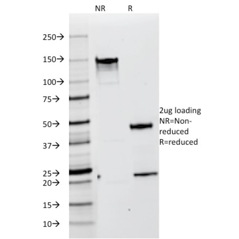 SDS-PAGE - Anti-Melanoma gp100 Antibody [HMB45] - BSA and Azide free (A253147) - Antibodies.com