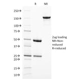 SDS-PAGE - Anti-Melanoma gp100 Antibody [PMEL/2038] - BSA and Azide free (A253154) - Antibodies.com