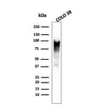 Western Blot - Anti-Melanoma gp100 Antibody [PMEL/2038] - BSA and Azide free (A253154) - Antibodies.com