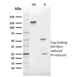 SDS-PAGE - Anti-GLUT1 Antibody [GLUT1/2475] - BSA and Azide free (A253158) - Antibodies.com