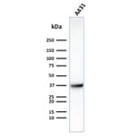 Western Blot - Anti-GLUT1 Antibody [GLUT1/2475] - BSA and Azide free (A253158) - Antibodies.com