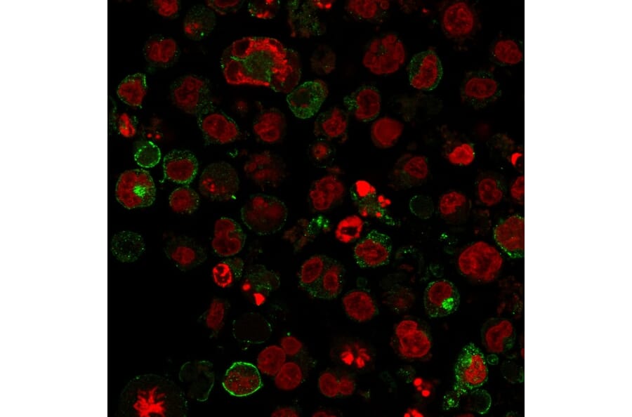 Immunofluorescence - Anti-GLUT1 Antibody [GLUT1/2475] - BSA and Azide free (A253158) - Antibodies.com