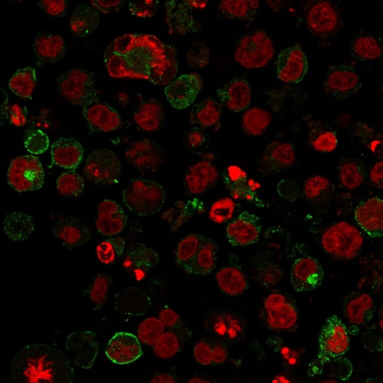 Immunofluorescence - Anti-GLUT1 Antibody [GLUT1/2475] - BSA and Azide free (A253158) - Antibodies.com