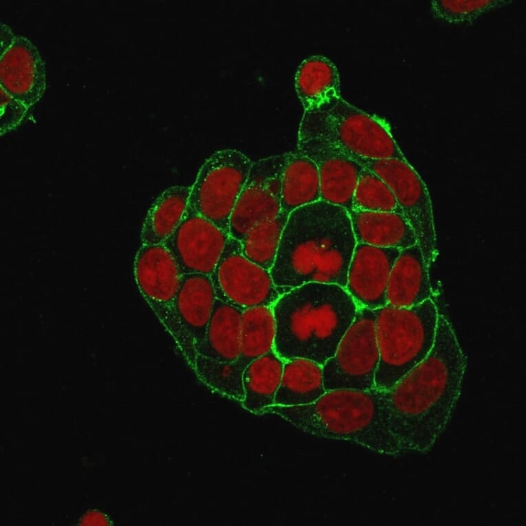 Immunofluorescence - Anti-GLUT1 Antibody [GLUT1/2476] - BSA and Azide free (A253159) - Antibodies.com