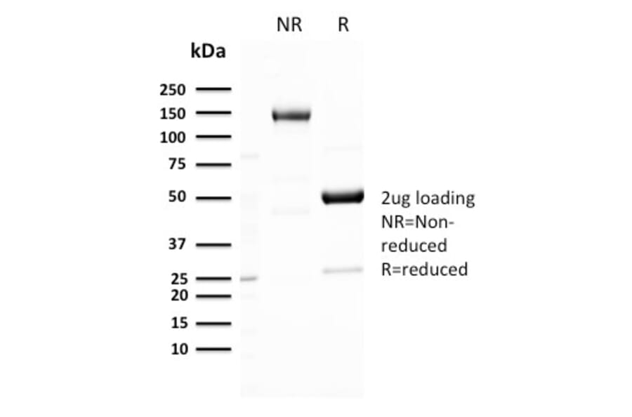 SDS-PAGE - Anti-GLUT1 Antibody [GLUT1/3132R] - BSA and Azide free (A253161) - Antibodies.com