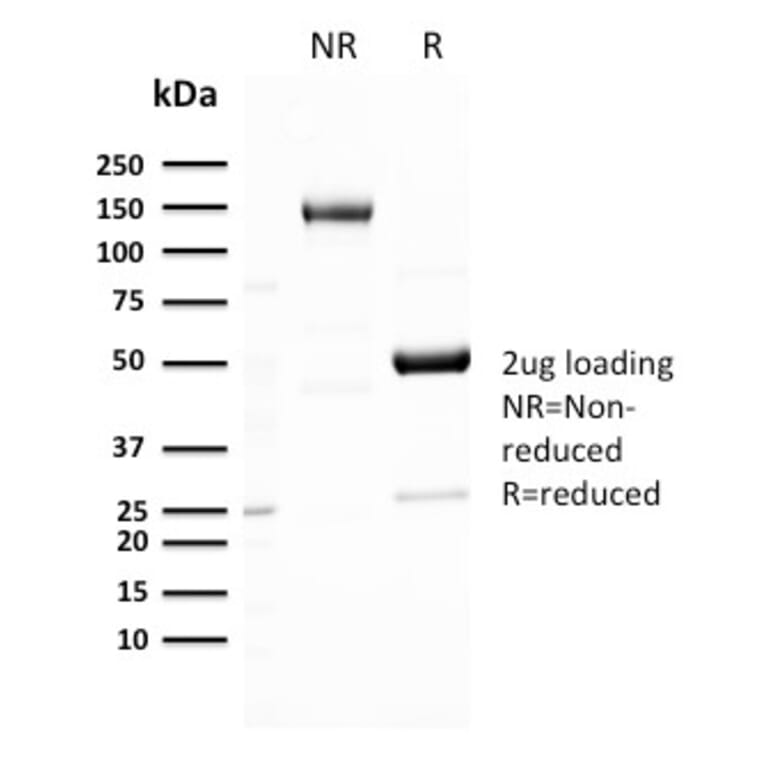 SDS-PAGE - Anti-GLUT1 Antibody [GLUT1/3132R] - BSA and Azide free (A253161) - Antibodies.com