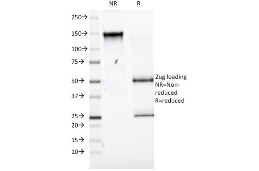 SDS-PAGE - Anti-CD98 Antibody [UM7F8] - BSA and Azide free (A253161) - Antibodies.com