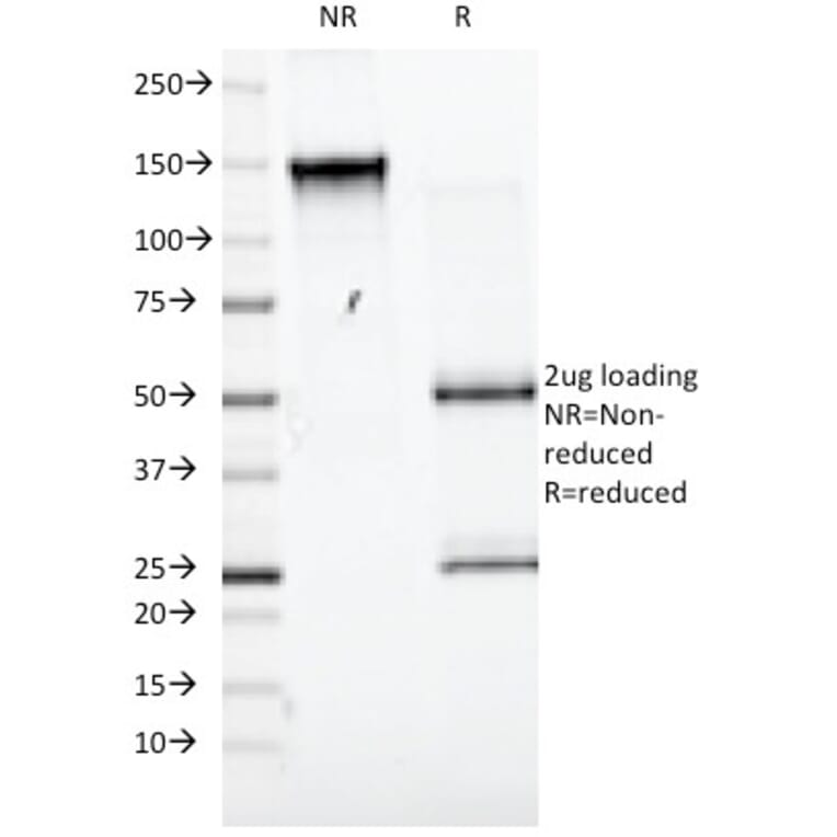 SDS-PAGE - Anti-CD98 Antibody [UM7F8] - BSA and Azide free (A253161) - Antibodies.com