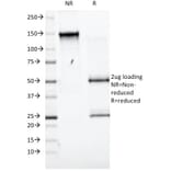 SDS-PAGE - Anti-CD98 Antibody [UM7F8] - BSA and Azide free (A253161) - Antibodies.com