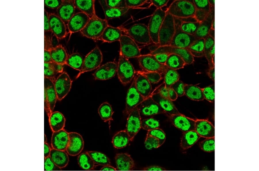 Immunofluorescence - Anti-SMARCC1 Antibody [PCRP-SMARCC1-1F1] - BSA and Azide free (A253164) - Antibodies.com