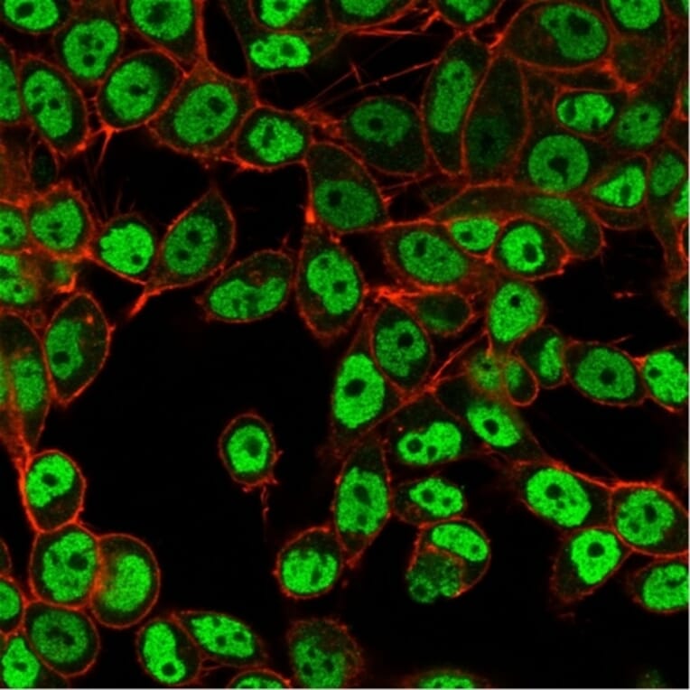 Immunofluorescence - Anti-SMARCC1 Antibody [PCRP-SMARCC1-1F1] - BSA and Azide free (A253164) - Antibodies.com
