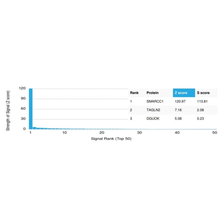 Protein Array - Anti-SMARCC1 Antibody [PCRP-SMARCC1-1F1] - BSA and Azide free (A253163) - Antibodies.com