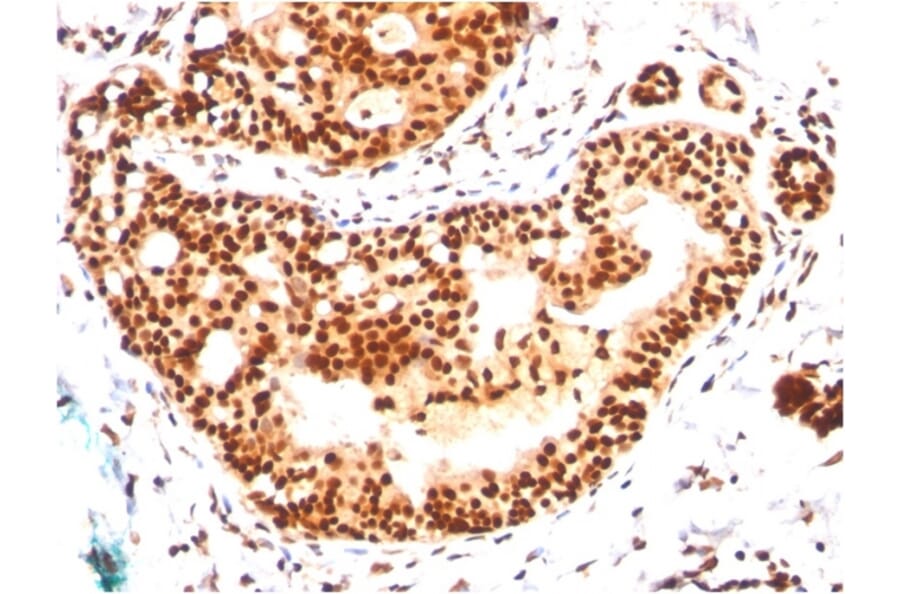 Immunohistochemistry - Anti-SUMO-2 + SUMO-3 Antibody [SM23/496] - BSA and Azide free (A253165) - Antibodies.com
