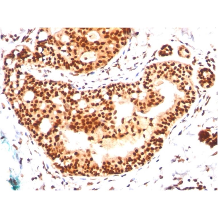 Immunohistochemistry - Anti-SUMO-2 + SUMO-3 Antibody [SM23/496] - BSA and Azide free (A253165) - Antibodies.com