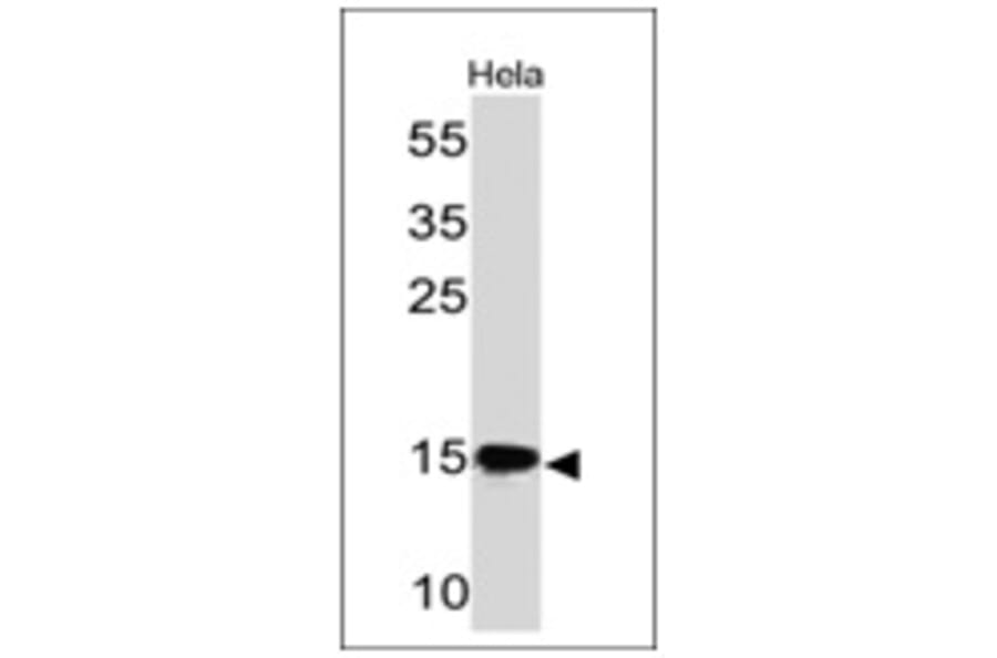Western Blot - Anti-SUMO-2 + SUMO-3 Antibody [SM23/496] - BSA and Azide free (A253165) - Antibodies.com