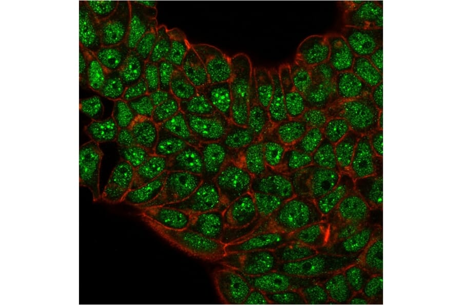 Immunofluorescence - Anti-SUMO-2 + SUMO-3 Antibody [SM23/496] - BSA and Azide free (A253165) - Antibodies.com