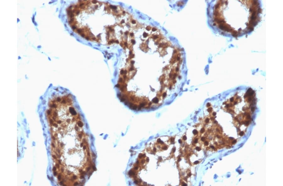 Immunohistochemistry - Anti-SUMO-2 + SUMO-3 Antibody [SPM572] - BSA and Azide free (A253166) - Antibodies.com
