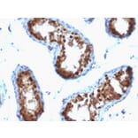 Immunohistochemistry - Anti-SUMO-2 + SUMO-3 Antibody [SPM572] - BSA and Azide free (A253166) - Antibodies.com