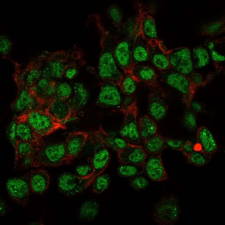 Immunofluorescence - Anti-SUMO-2 + SUMO-3 Antibody [SPM572] - BSA and Azide free (A253165) - Antibodies.com