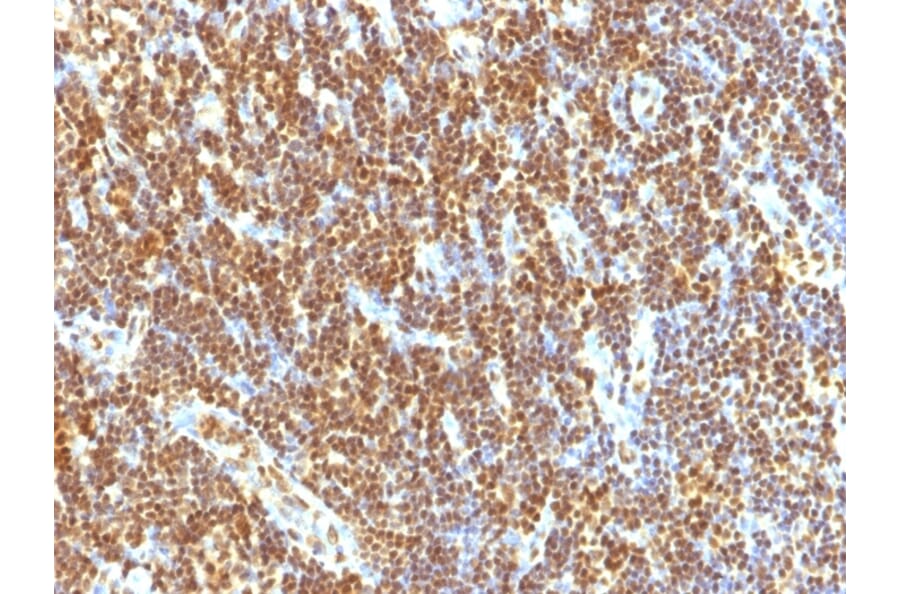 Immunohistochemistry - Anti-SUMO-2 Antibody [SUMO2/1199] - BSA and Azide free (A253167) - Antibodies.com