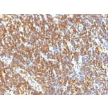 Immunohistochemistry - Anti-SUMO-2 Antibody [SUMO2/1199] - BSA and Azide free (A253167) - Antibodies.com