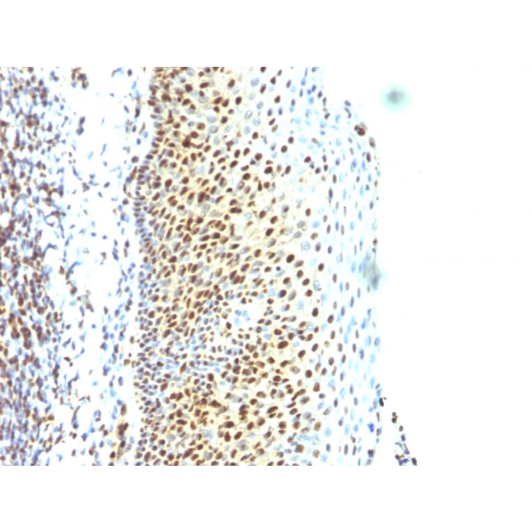 Immunohistochemistry - Anti-SUMO-2 Antibody [SUMO2/1199] - BSA and Azide free (A253167) - Antibodies.com