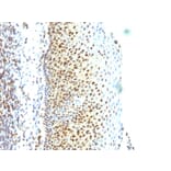 Immunohistochemistry - Anti-SUMO-2 Antibody [SUMO2/1199] - BSA and Azide free (A253167) - Antibodies.com