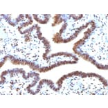 Immunohistochemistry - Anti-SUMO-2 Antibody [SUMO2/1199] - BSA and Azide free (A253166) - Antibodies.com