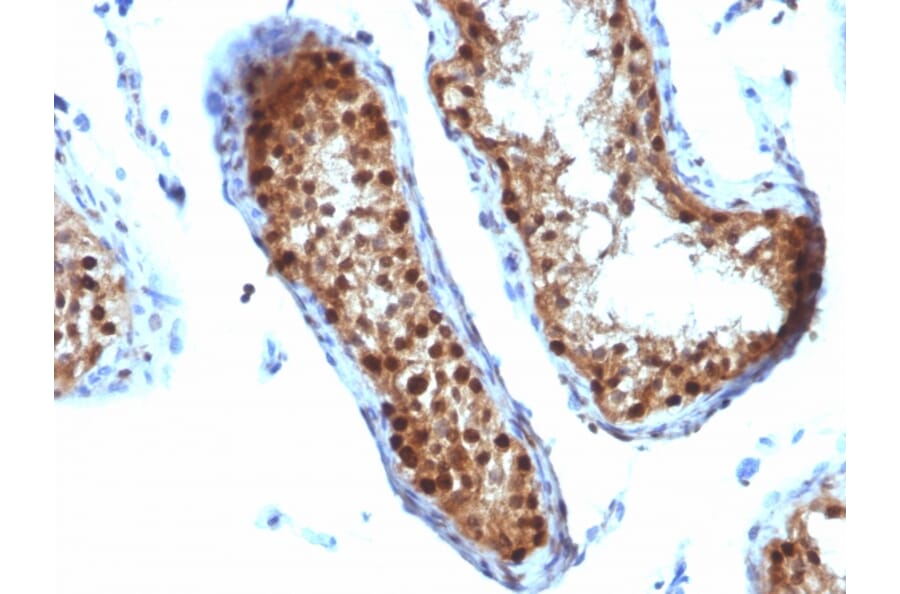 Immunohistochemistry - Anti-SUMO-2 Antibody [SUMO2/1199] - BSA and Azide free (A253167) - Antibodies.com