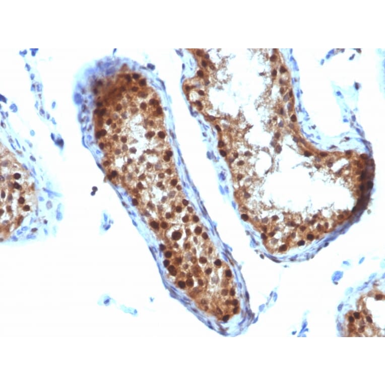 Immunohistochemistry - Anti-SUMO-2 Antibody [SUMO2/1199] - BSA and Azide free (A253167) - Antibodies.com