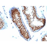 Immunohistochemistry - Anti-SUMO-2 Antibody [SUMO2/1199] - BSA and Azide free (A253167) - Antibodies.com