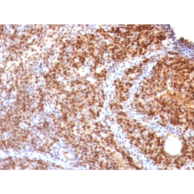 Immunohistochemistry - Anti-SUMO-2 Antibody [SUMO2/1199] - BSA and Azide free (A253167) - Antibodies.com