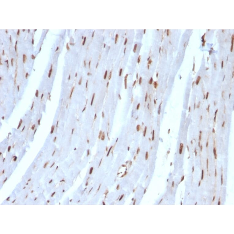 Immunohistochemistry - Anti-SUMO-2 Antibody [SUMO2/1199] - BSA and Azide free (A253167) - Antibodies.com