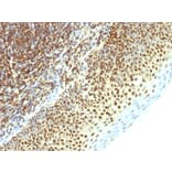 Immunohistochemistry - Anti-SUMO-2 Antibody [SPM621] - BSA and Azide free (A253167) - Antibodies.com