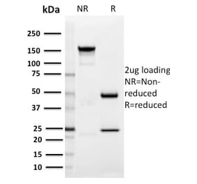 SDS-PAGE - Anti-SIGLEC1 Antibody [HSn 7D2] - BSA and Azide free (A253168) - Antibodies.com